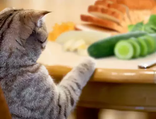 Importance Of Knowing What Human Foods Are Safe For Cats To Eat