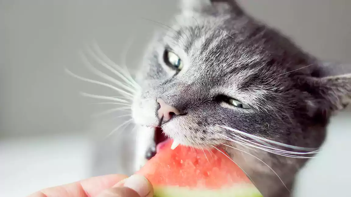 Can cats Eat Fruit