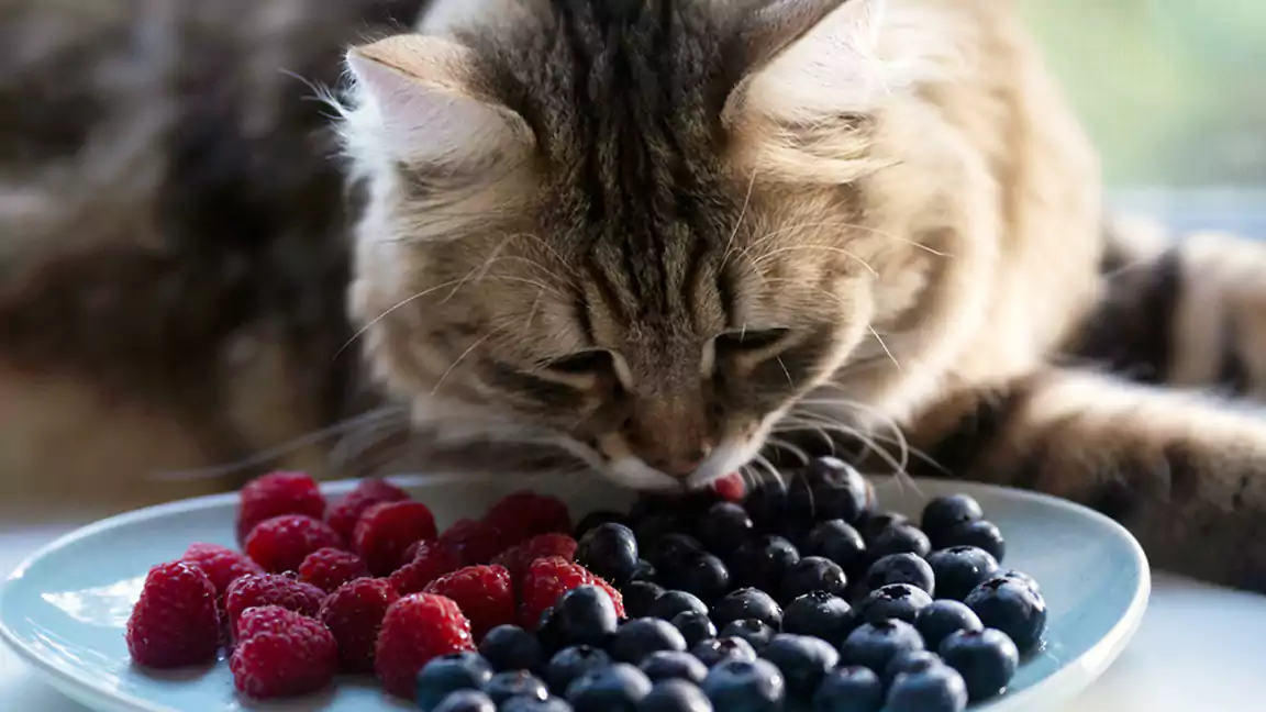 Cats can Eat Blueberries