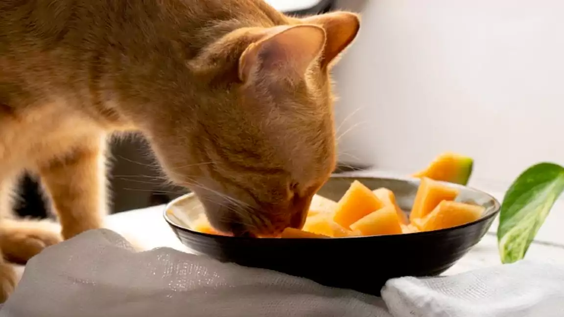 Cats can Eat Mango