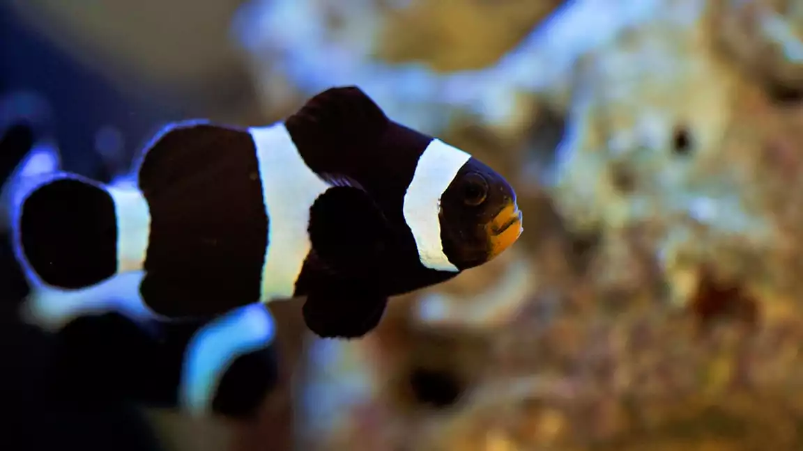 clown fish Characteristics