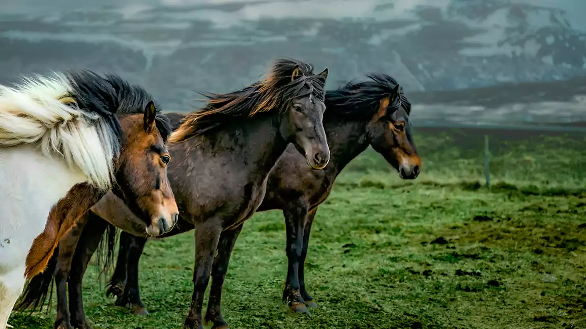 Comparing Horsepower Across Different Breeds and Species of Horses
