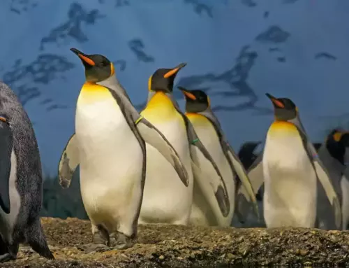 Discovering the Amazing World of Penguins: Fun Facts and Trivia