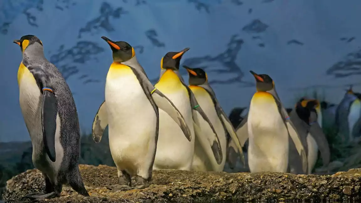 Discovering the Amazing World of Penguins