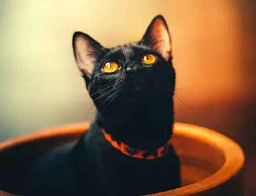 Everything You Need to Know About Cat Collars with Bells