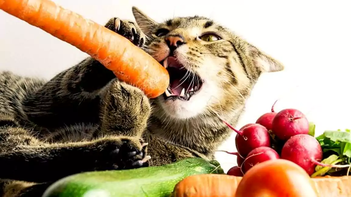 Explanation of Why Fruits are Important for Cats