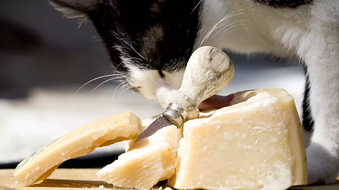 why dairy is important for cats