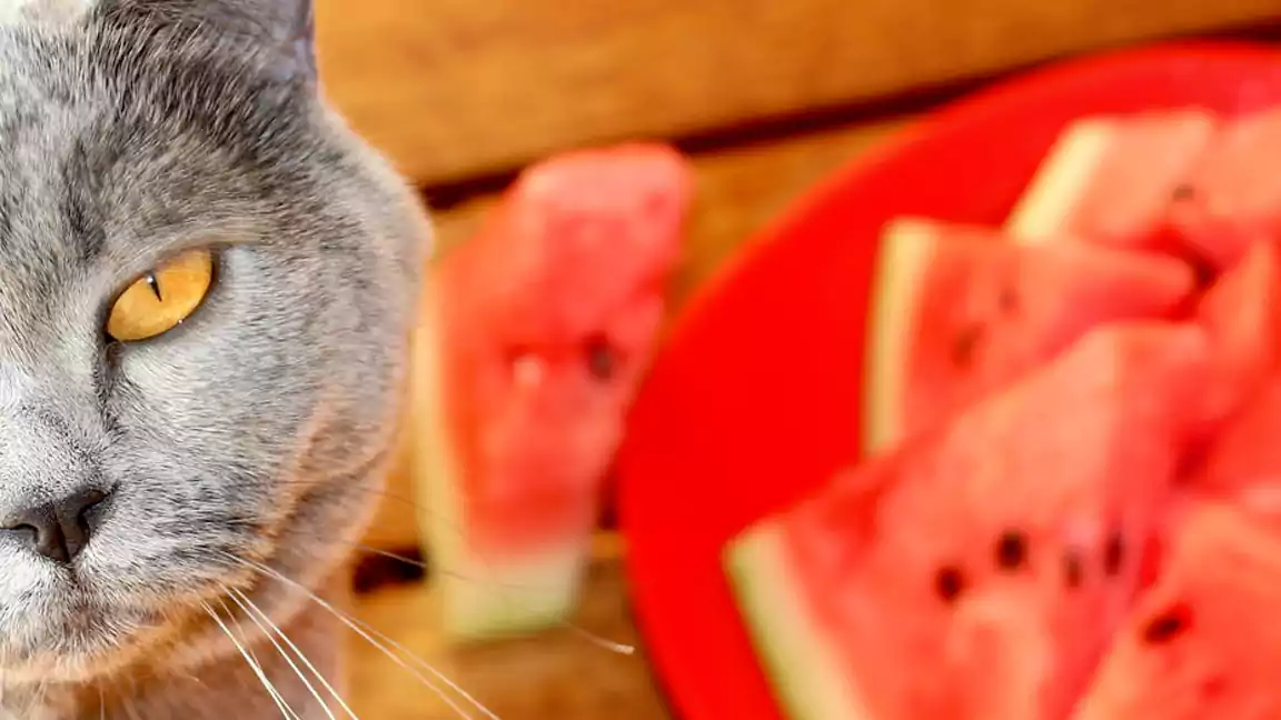why fruits are important for cats