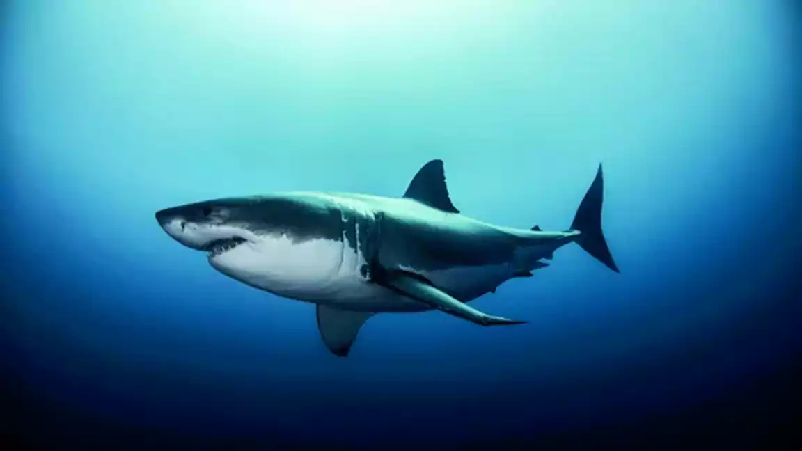 Great White Sharks Natures Apex Predators