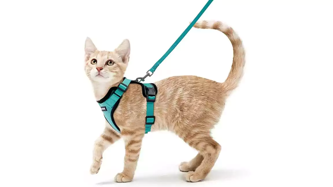 Finding the right balance between comfort and safety cat collar