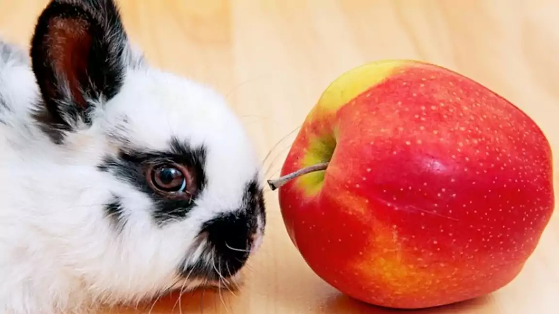 Fruit Give to a bunny once or twice per week