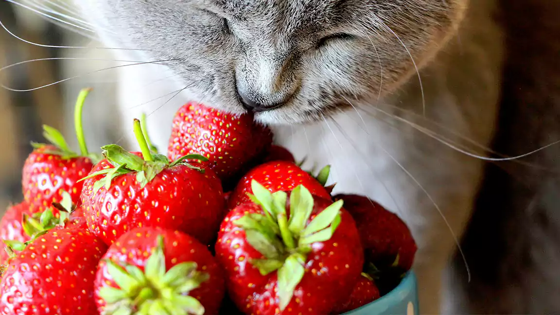 Fruits for cats