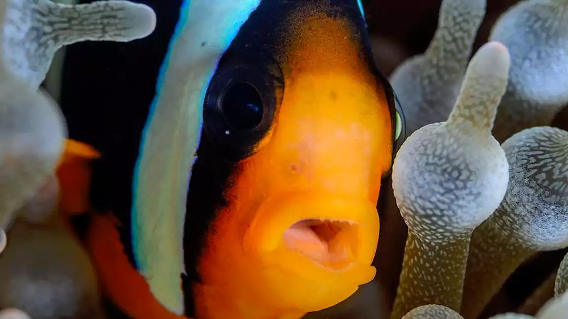 Fun Facts about Clownfish