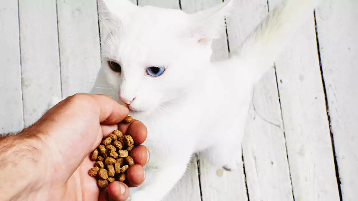 Grains for cats