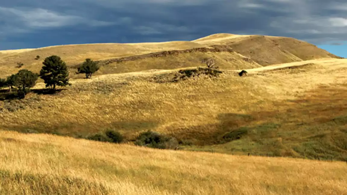 Grasslands and Prairies