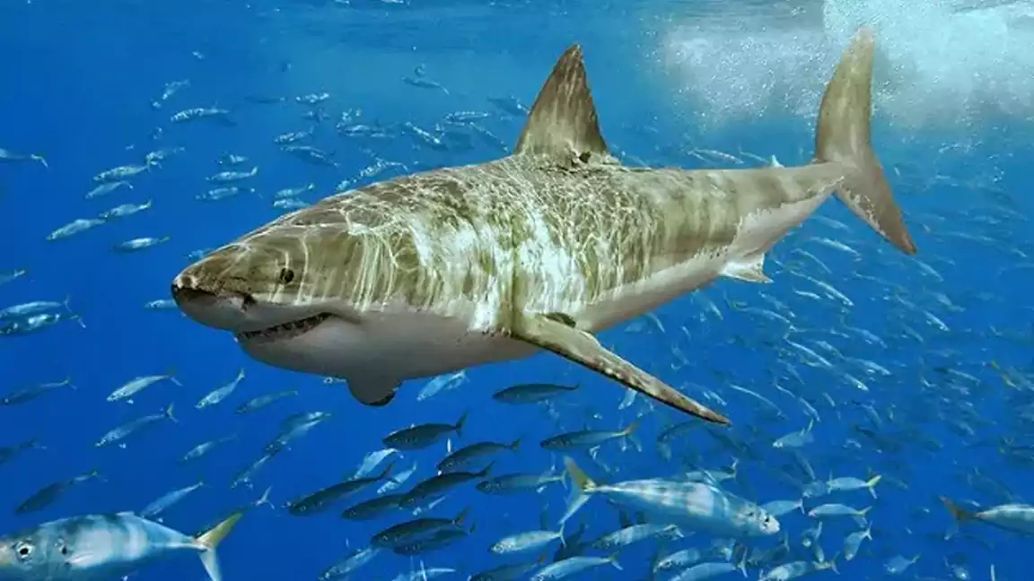 The Worlds Biggest Predator The Great White Shark