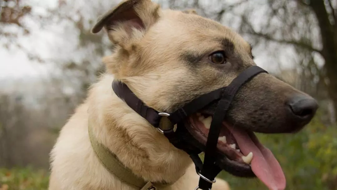 Dogs Head collars