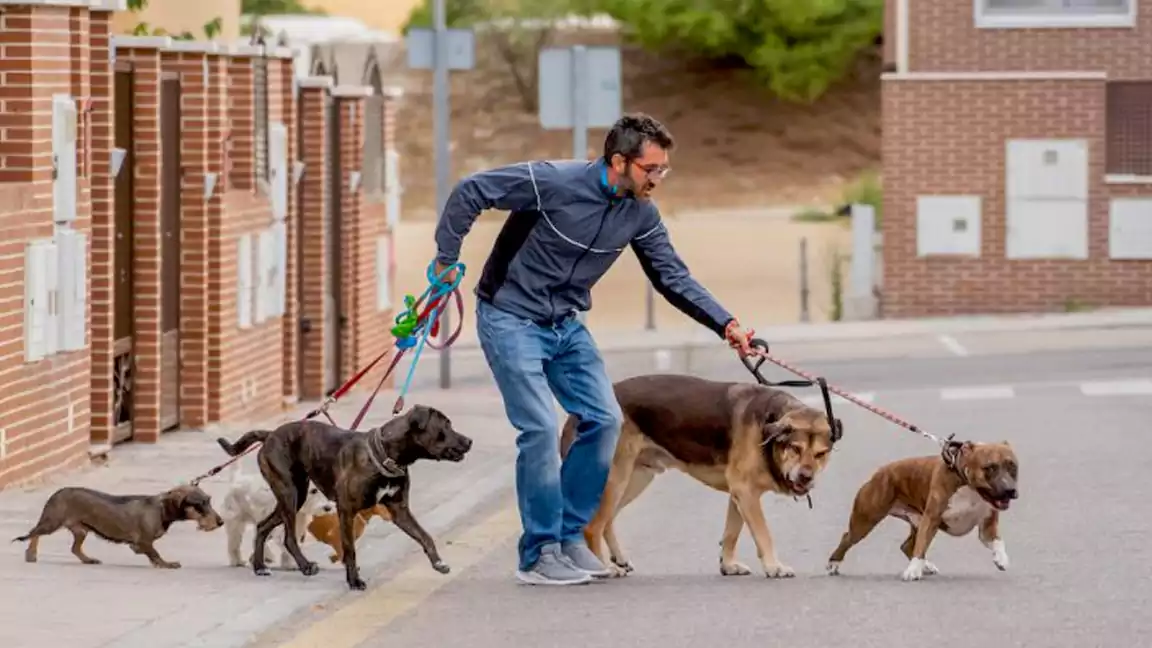 How to train a dog to walk on a leash without pulling