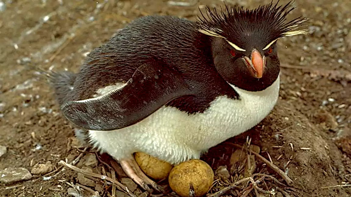 Incredible Rockhopper Penguin Facts