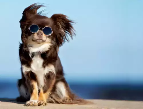Keeping Your Dog Protected | The Benefits of Flea and Tick Pills