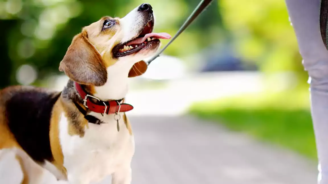 Leash training tips and exercises