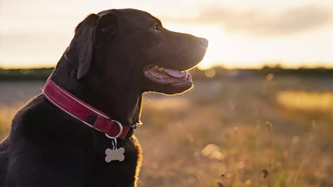 Dog Collar Material and durability