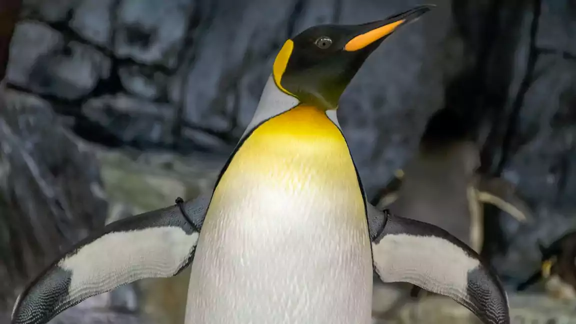 Maybe Huge Penguins Lived Here Millions Of Years Ago