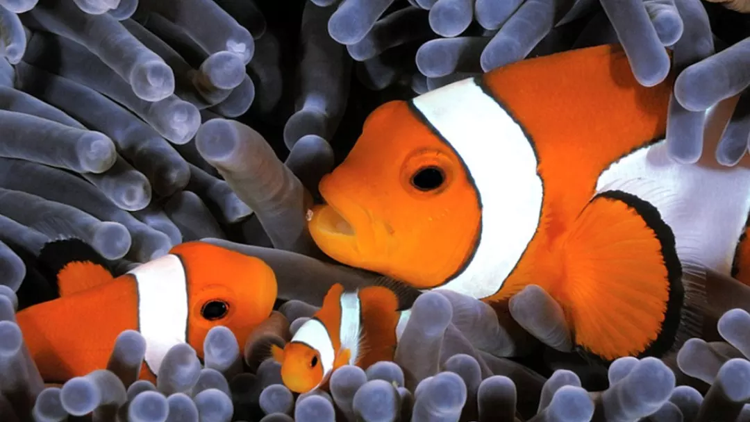 Meet the Common Clownfish