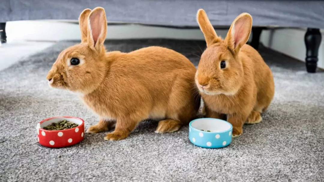 Occasional Treats for rabbits