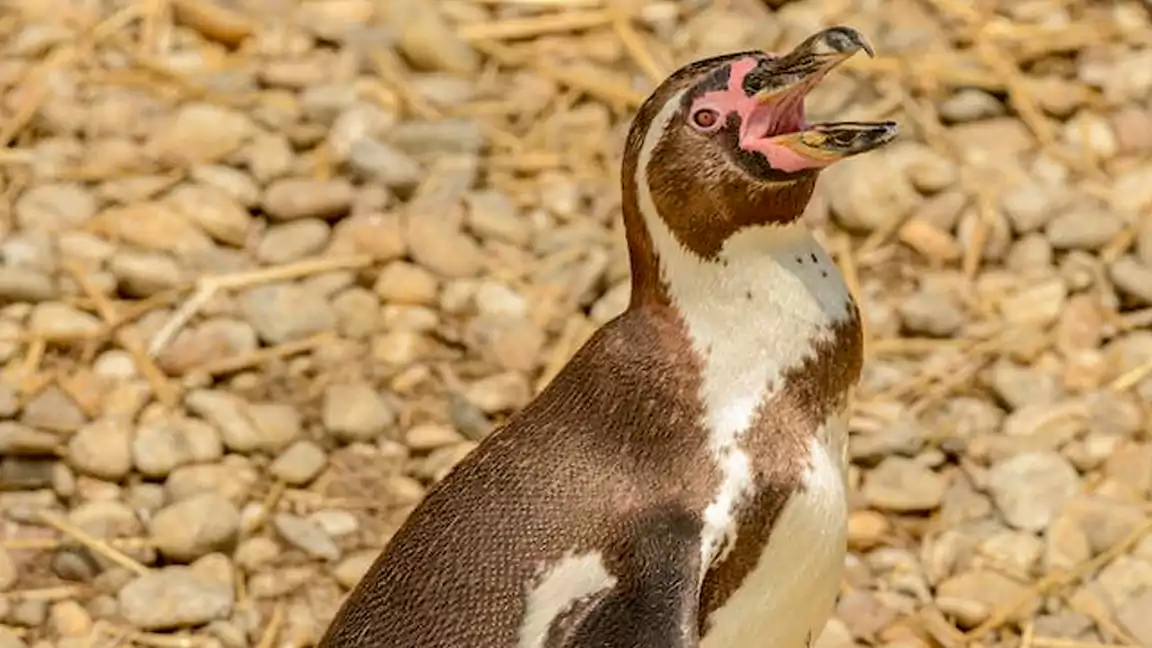 PENGUINS HAVE FEATHERS