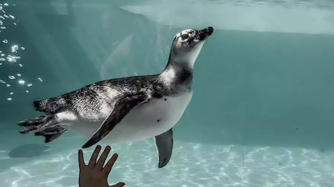 PENGUINS SHARE A CHARACTERISTIC WITH WHALES