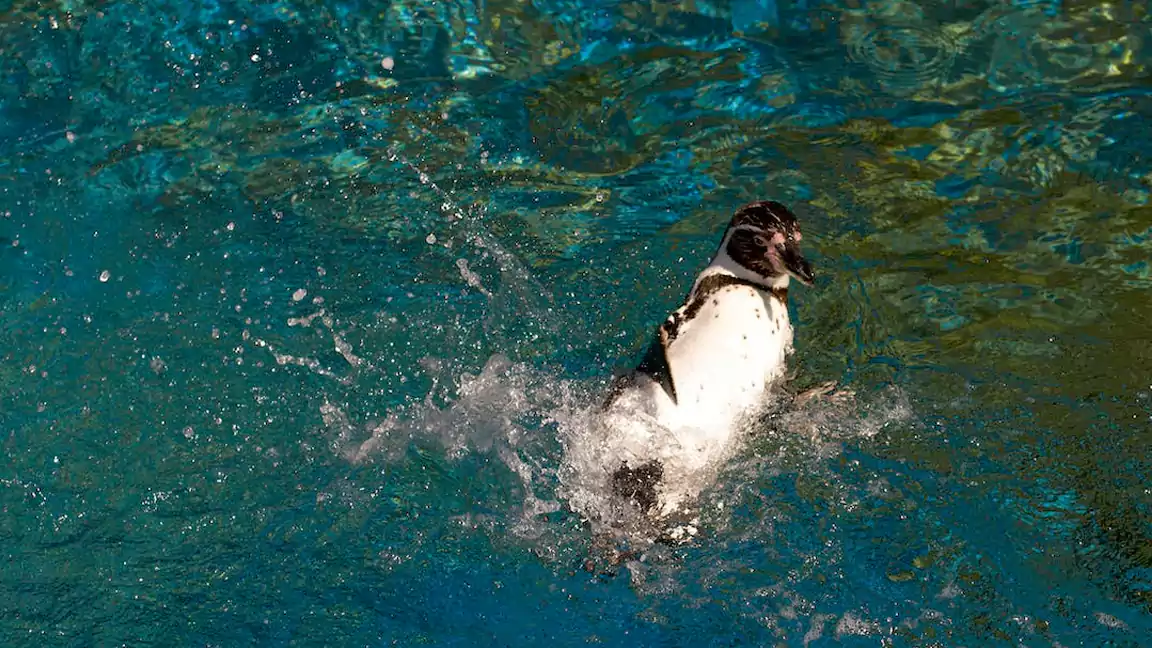 PENGUINS SPEND MUCH MORE TIME IN THE WATER THAN ON LAND