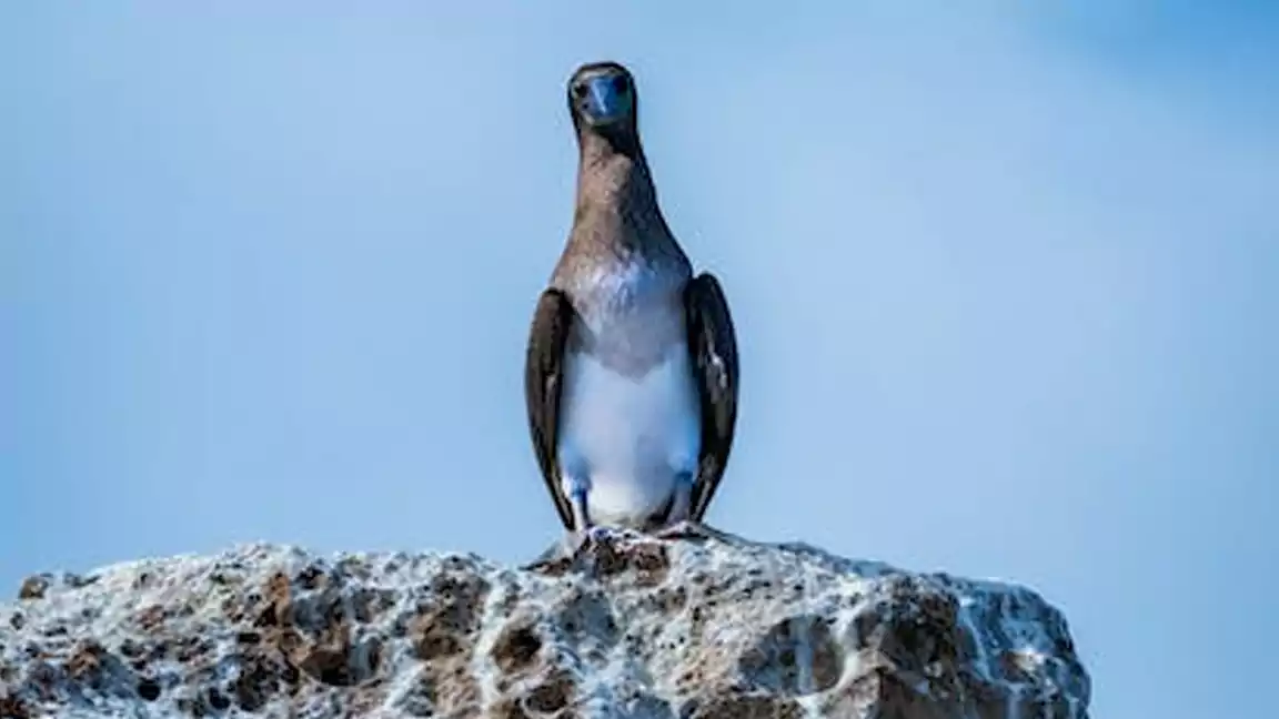 PENGUINS “TOBOGGAN” ACROSS FROZEN TUNDRA