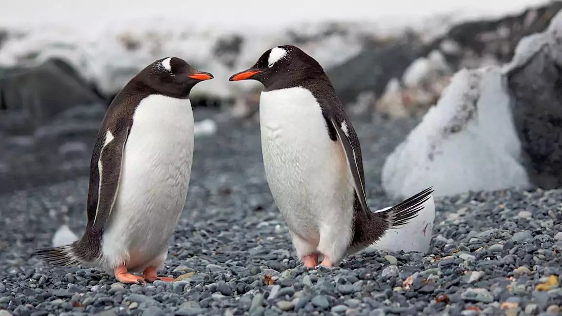 Penguins Do Not Have A Single Tooth