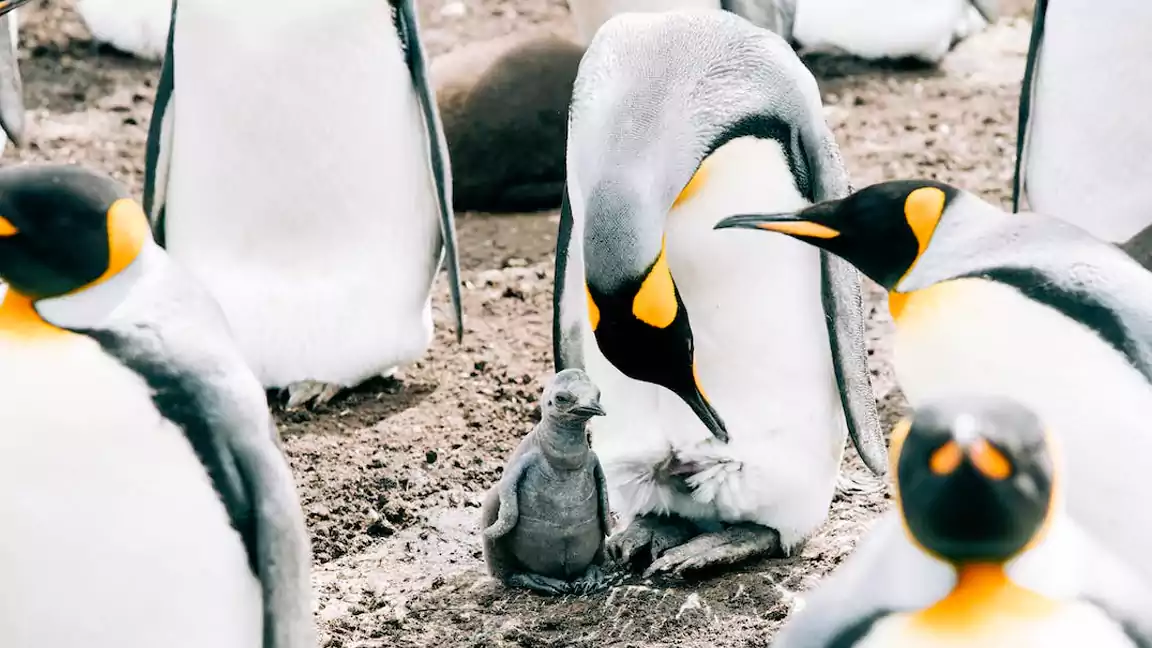 Penguins Make Fantastic Fathers