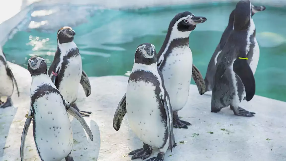 Penguins Rear Their Chicks in a Creche