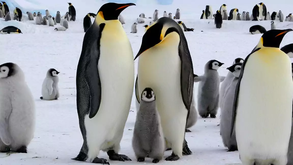 Emperor Penguin Facts: A Complete Reference to Their Amazing Life and