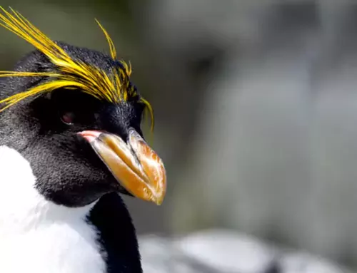 Rockhopper Penguins: Everything You Need to Know About These Adorable Birds