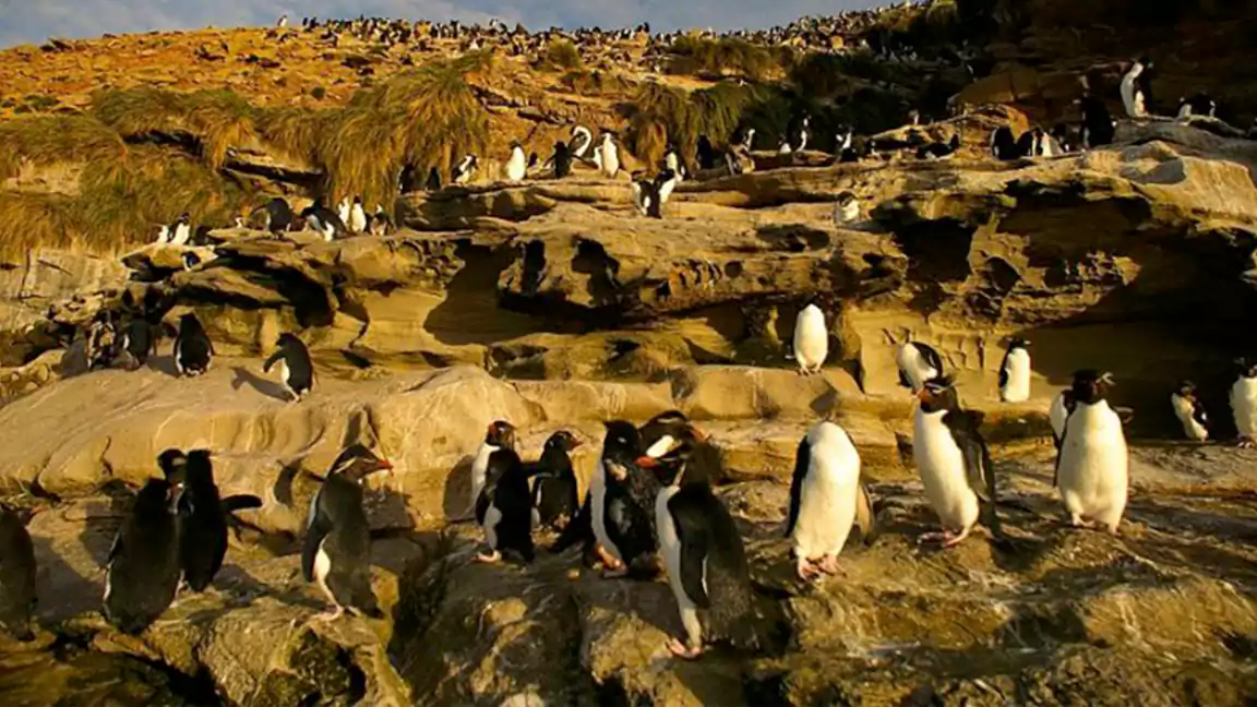 Rockhopper Penguins are an obnoxious and combative lot