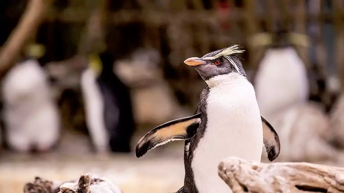 Rockhoppers form lifelong pairs and produce two offspring at a time