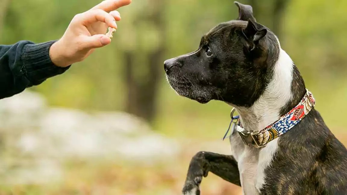 Dog Collar Safety and effectiveness