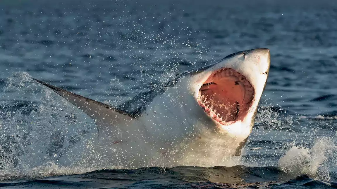 Shark attacks