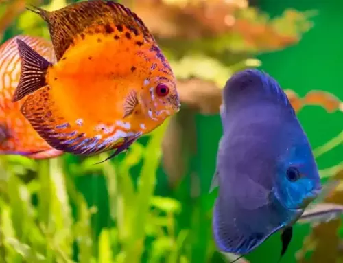 The Best Fish Foods for Colorful and Vibrant Marine Life