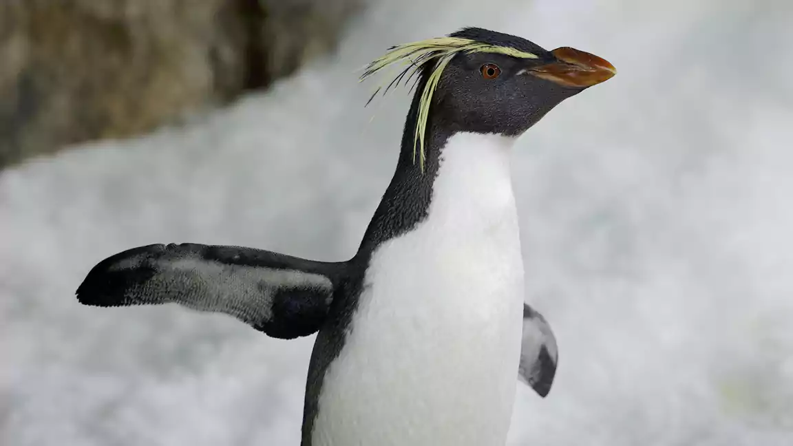 The Cold-Tolerant Rockhopper Penguin