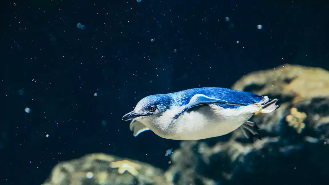 The Gentoo Penguin is the Fastest Swimmer of All Penguins