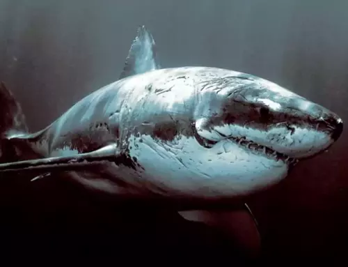 The Mighty Great White Shark: Exploring the World’s Largest Predator