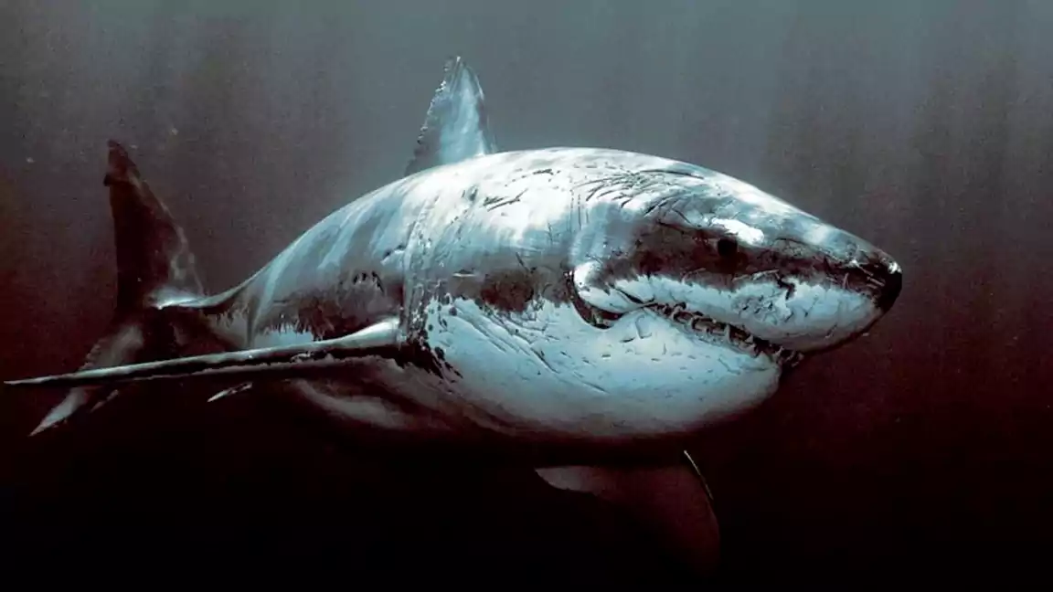 The Mighty Great White Shark