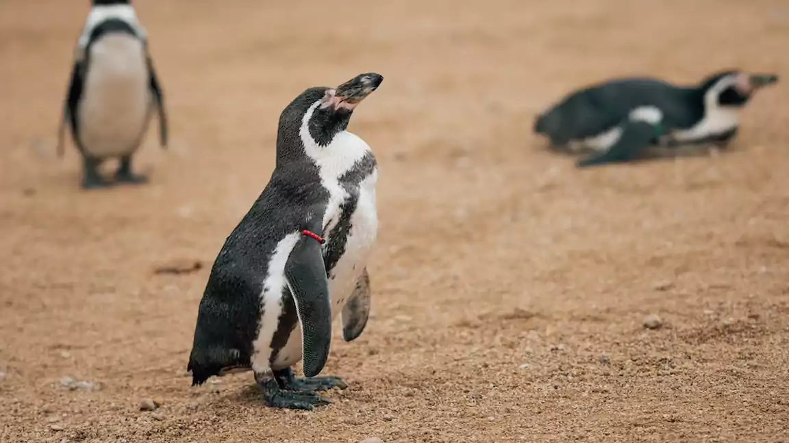 The Snares penguin's salt gland makes