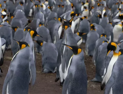 The Ultimate Guide to Emperor Penguin Facts | Discovering the Wonders of These Majestic Birds