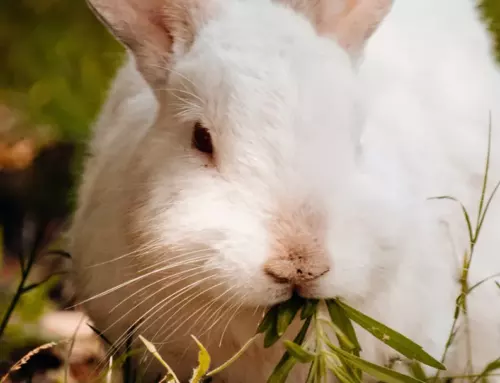 The Ultimate Guide to What Do Rabbits Eat